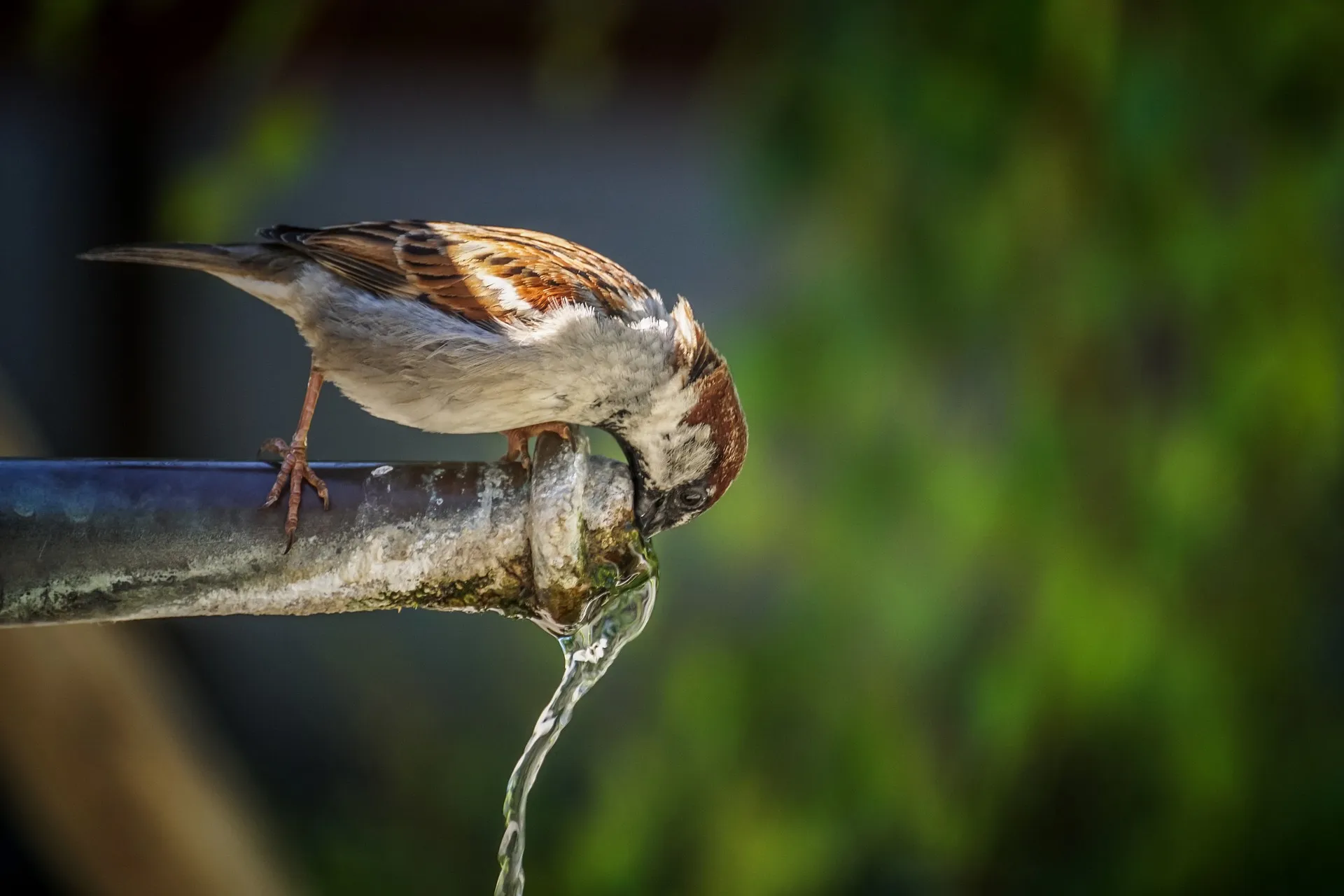 pixabay drinkwater sparrow 5231301 1920