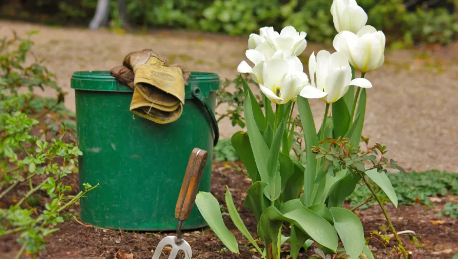 screenshot 20230601 152437 915x518 pixabay javallma