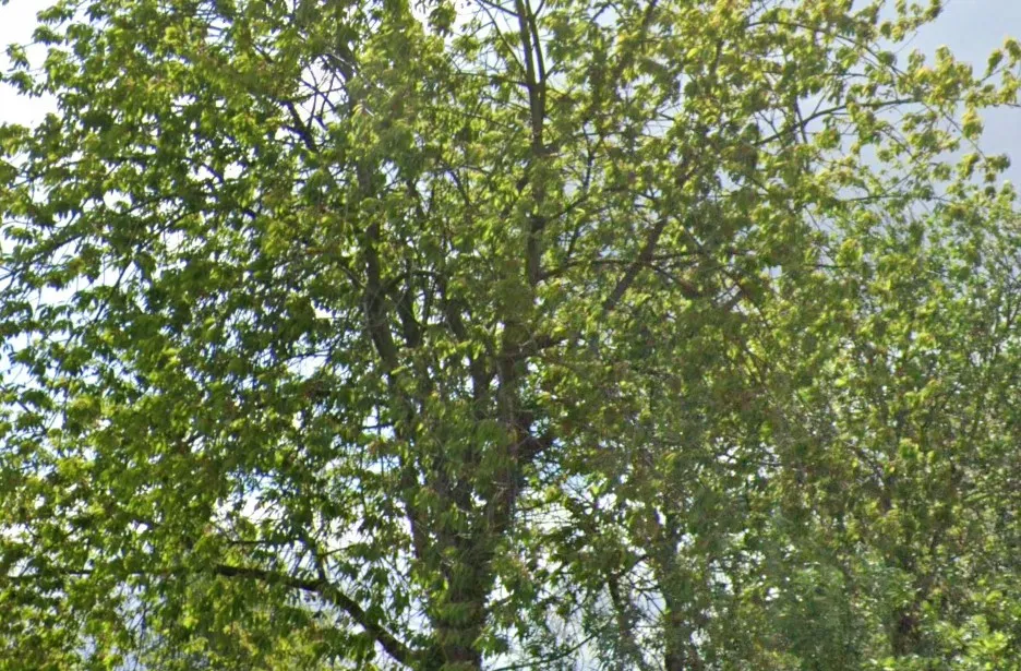 tienlanden boom assen google maps