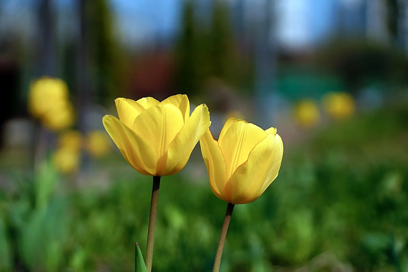 1spring flower spring flower suwon korea plant 1641023 pxherecom lente tulp jong myung lim form pxhere