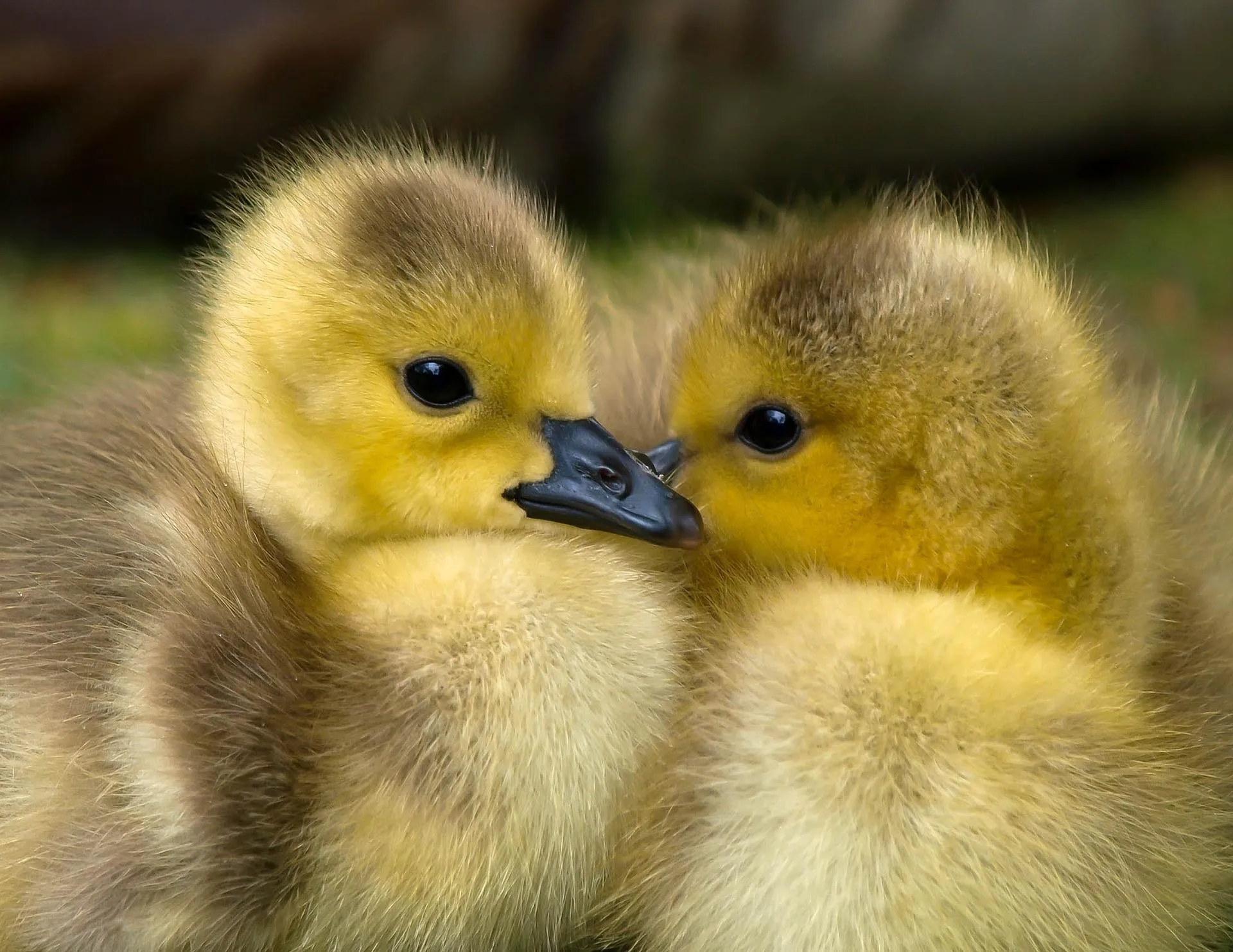 eendjes pixabay ducklings 1853178 1920