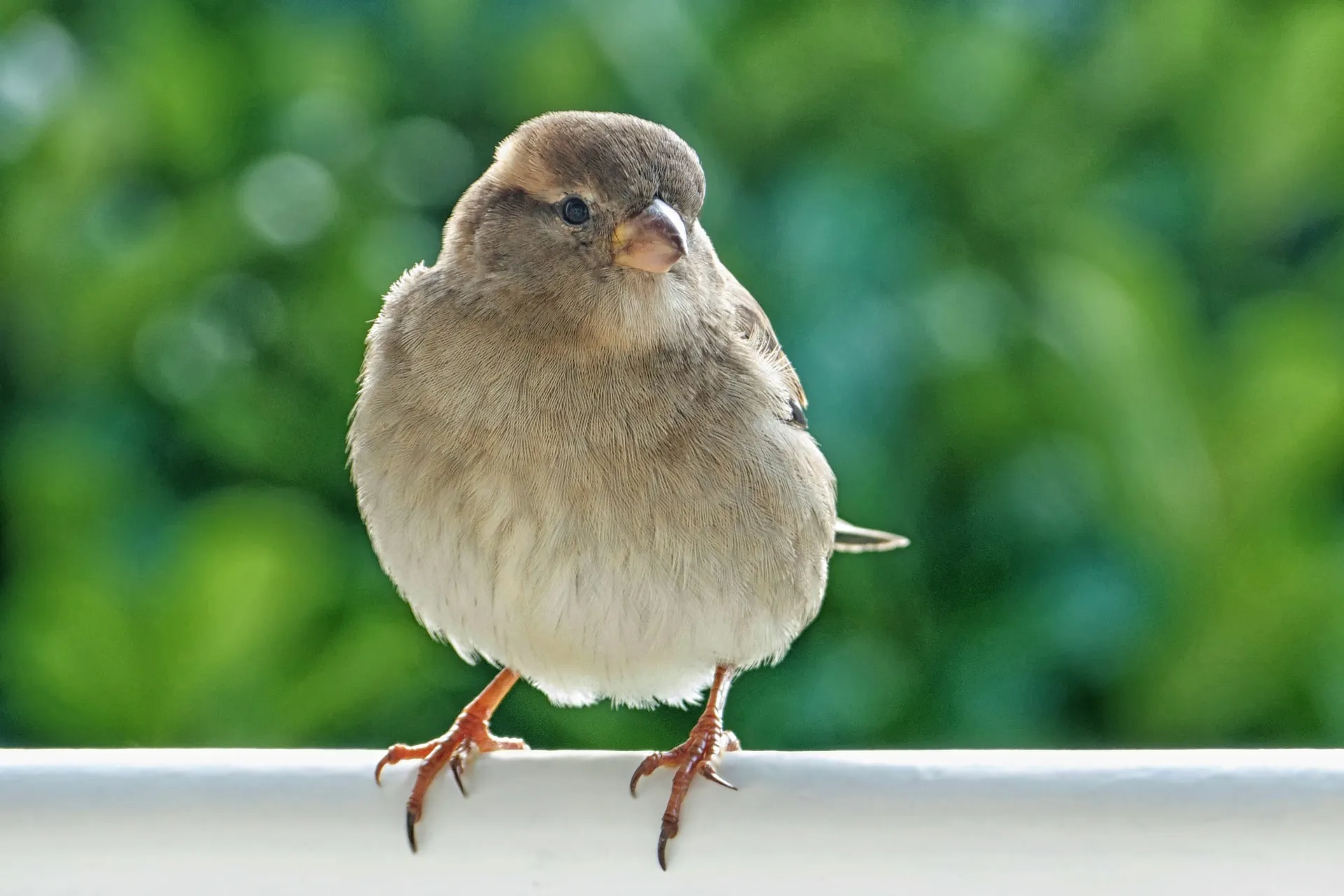 huismus wolfgang claussen via pixabay