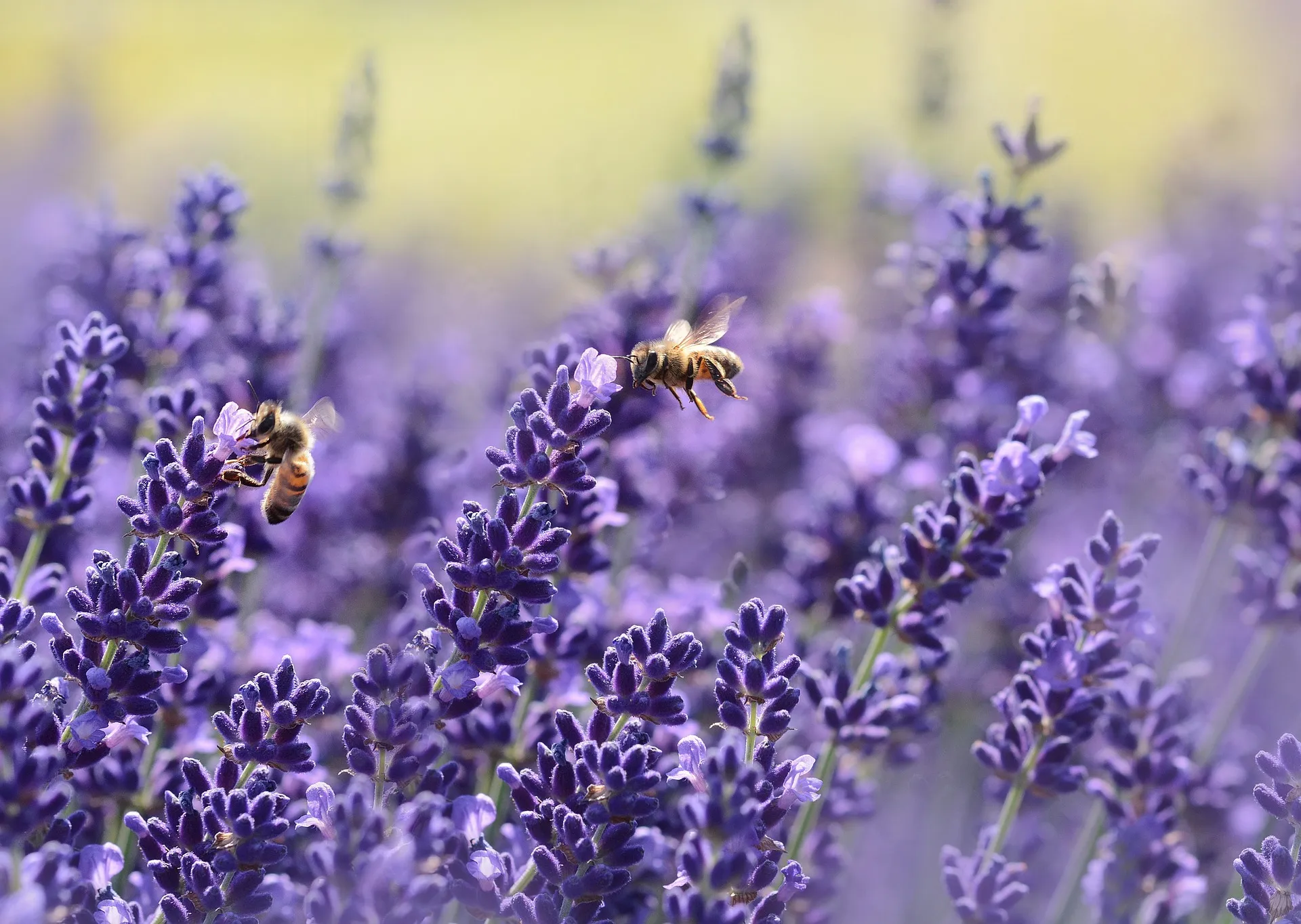 lavendel bij bloemen