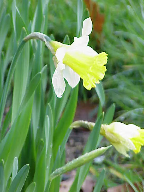 narcissus pseudonarcissus0 cc by sa 30 kurt stuber