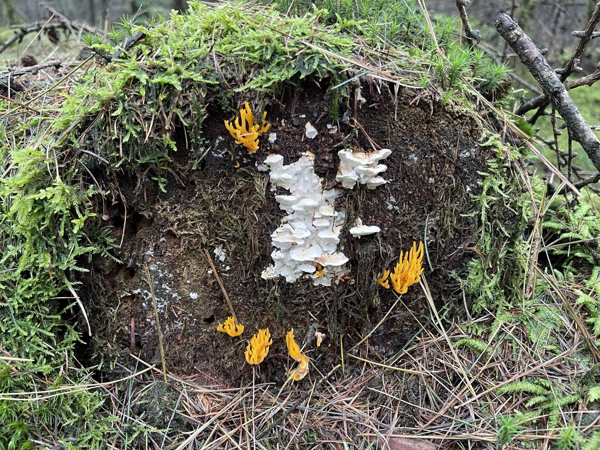 pn kleverig koraalzwammetje