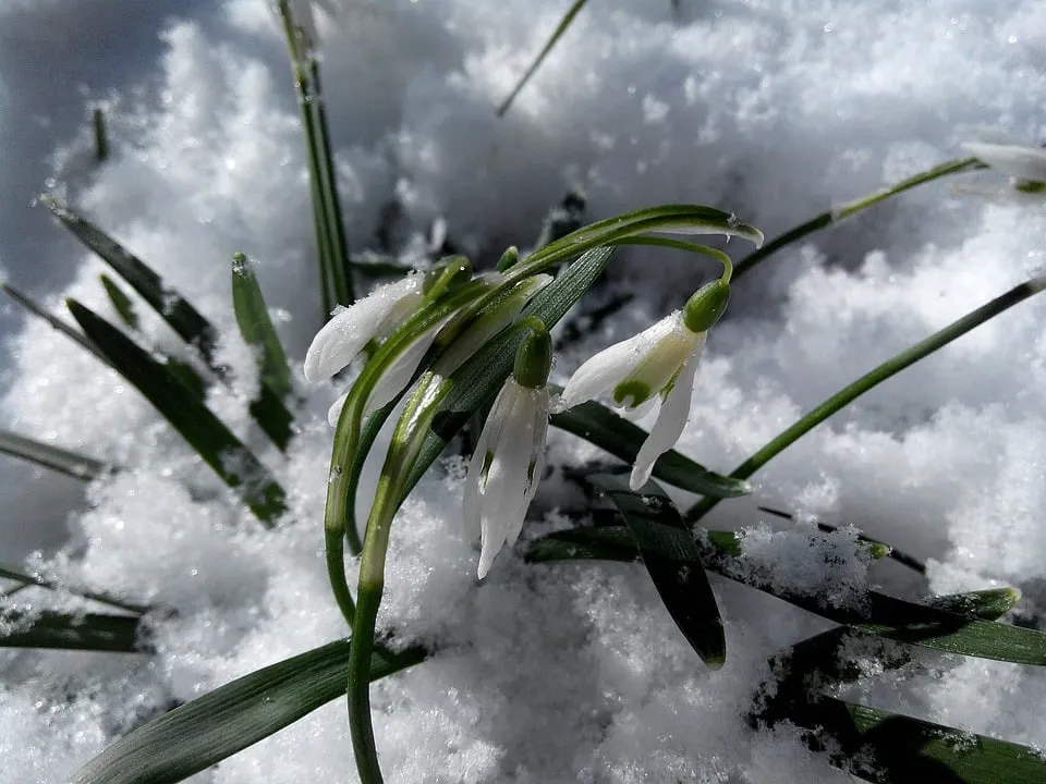 snowdrops 1271692 960 720 sneeuwklokjes sneeuw