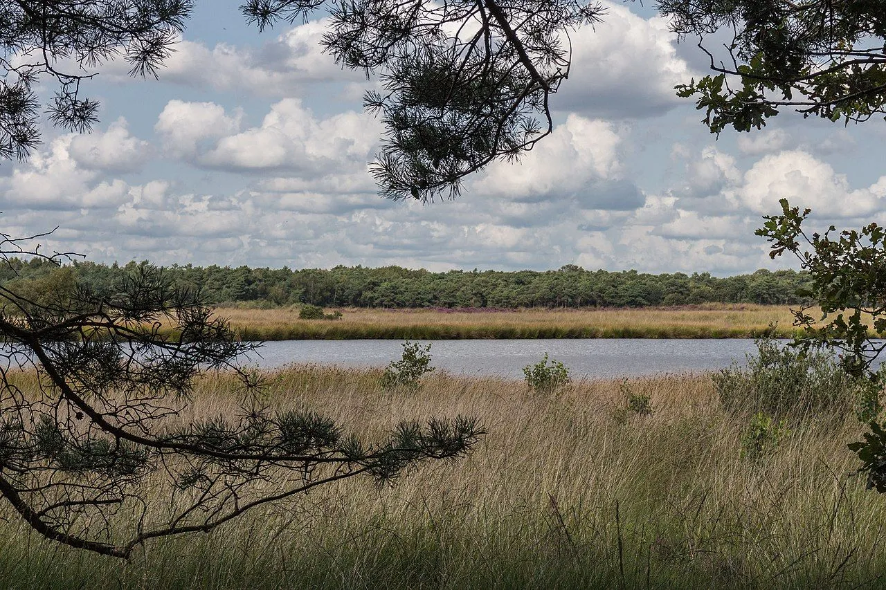 nationaal park dwingelderveld 20 08 2019 actm 11 cc by sa 40 wikipedia commons anges monkelbaan