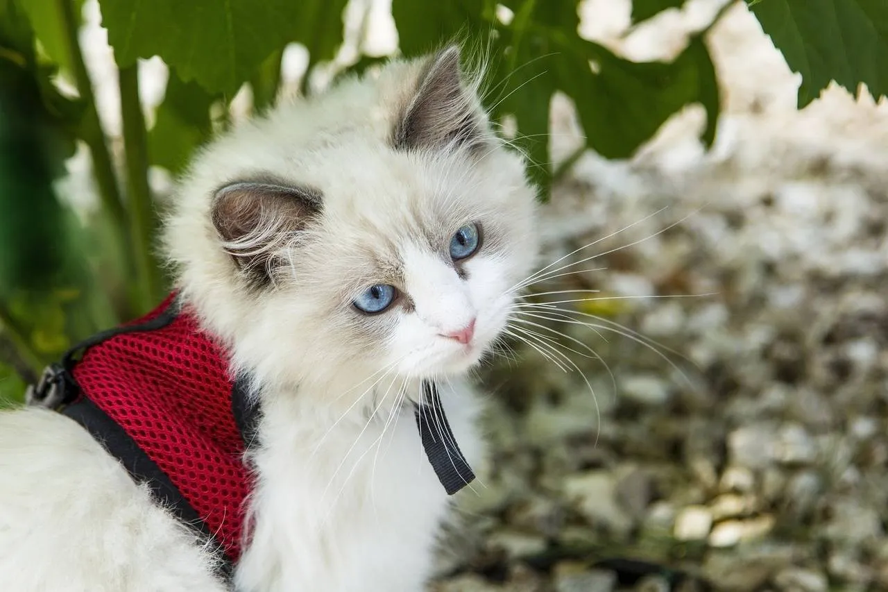 kitten 1040955 1280
