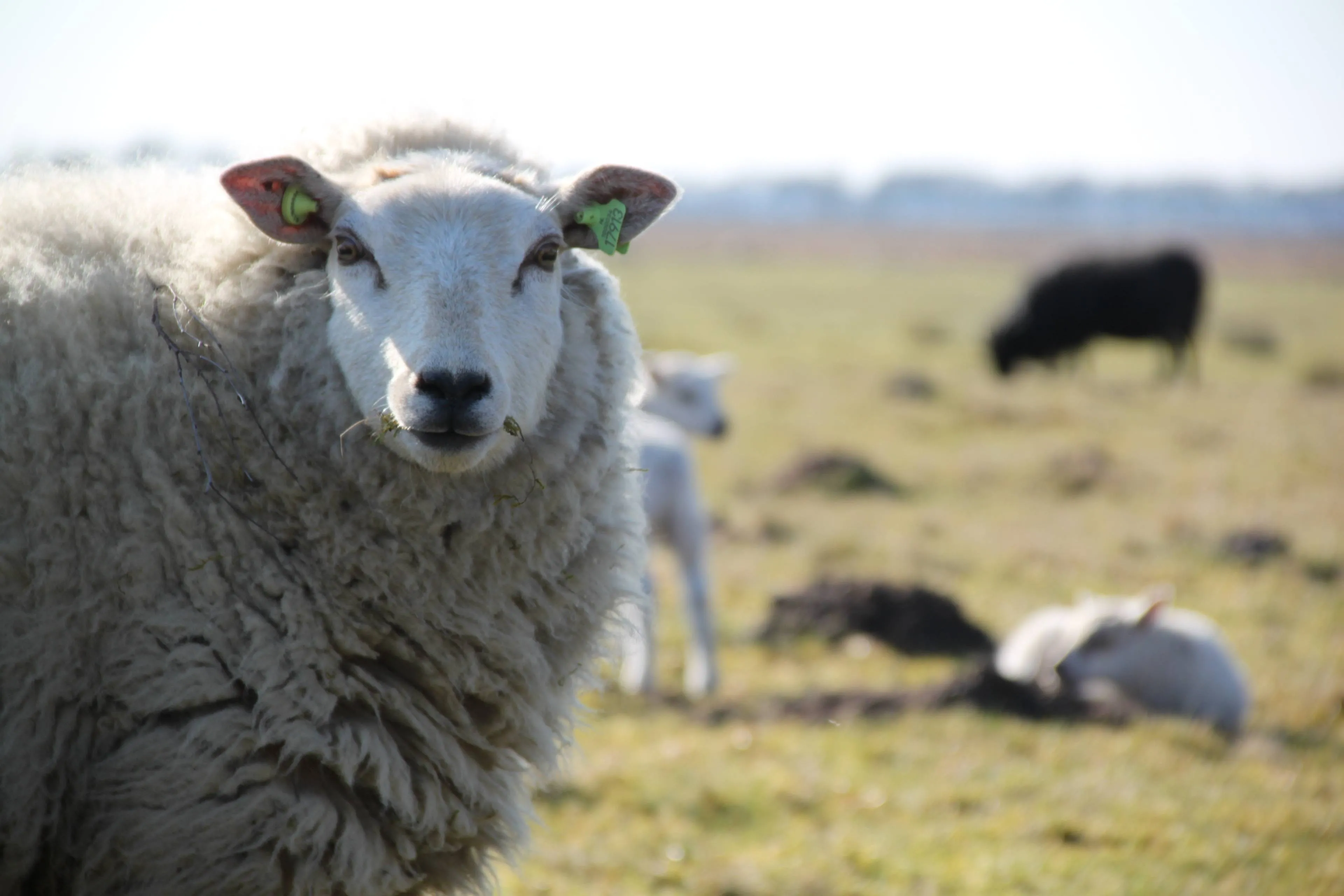 nature field countryside wildlife herd pasture 817254 pxherecom