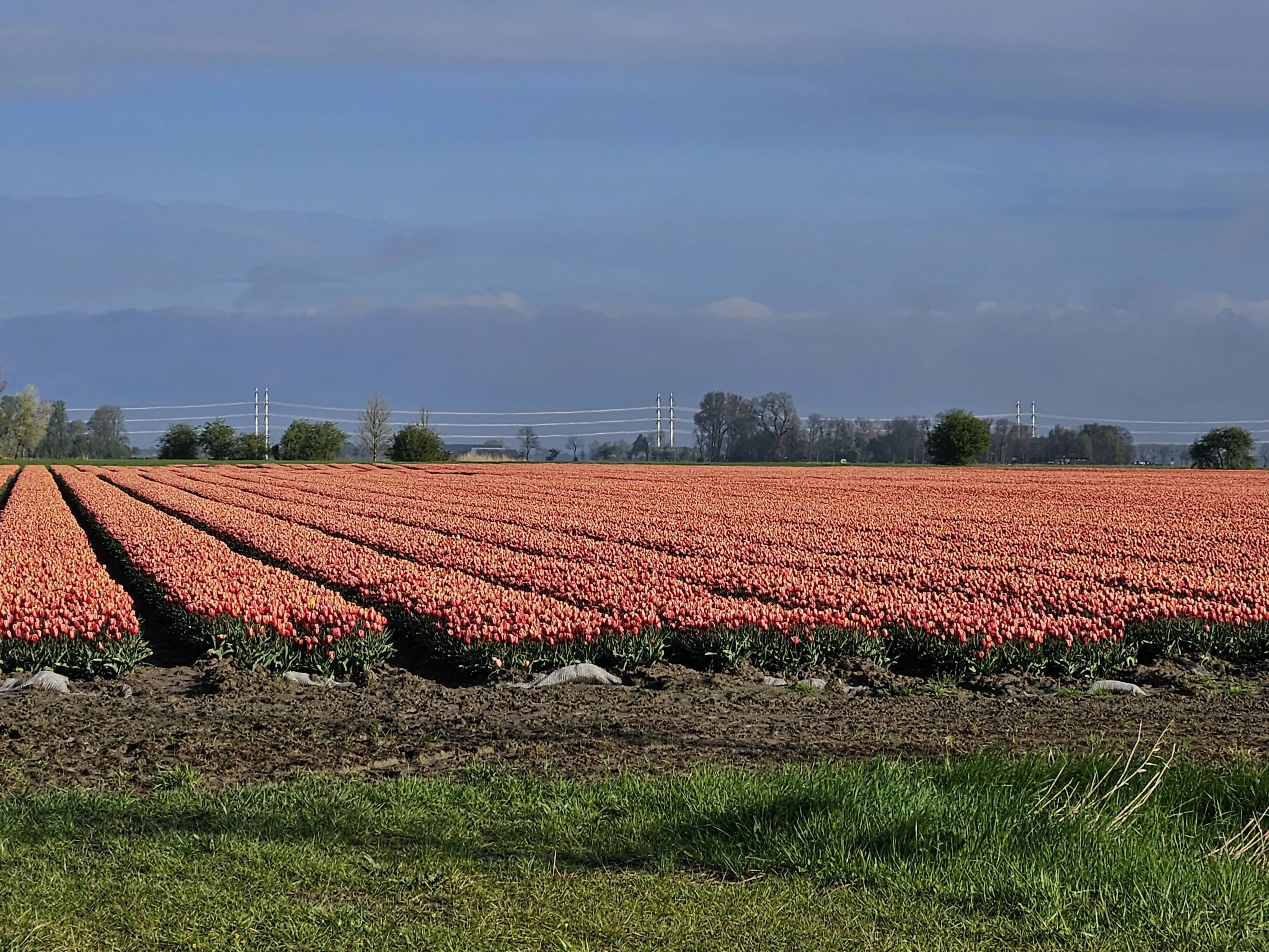bloemenveld jan