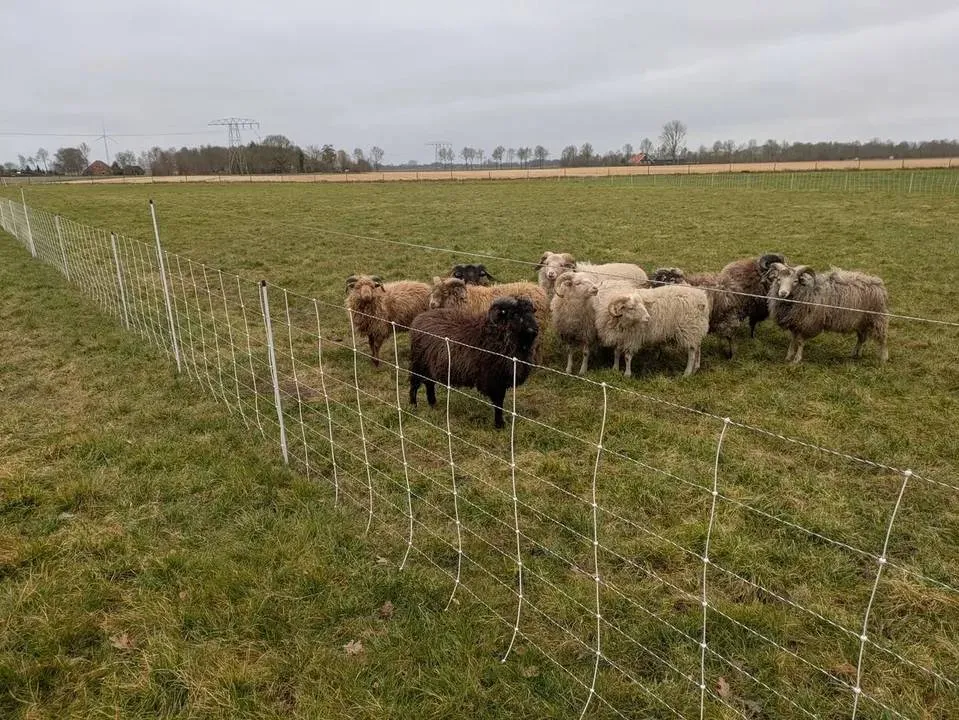 dr wolfwerende rasters 681b0d0931827jpg