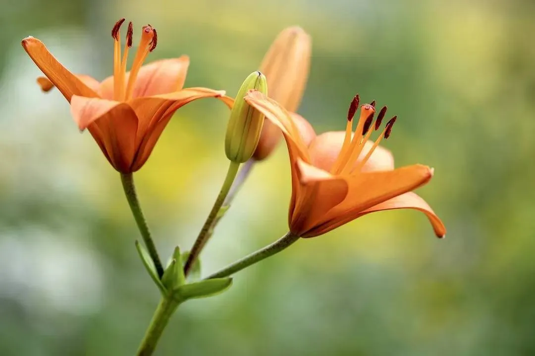 pixabay lelieteelt lilies 7336974 1280 67ed57c6928afjpg