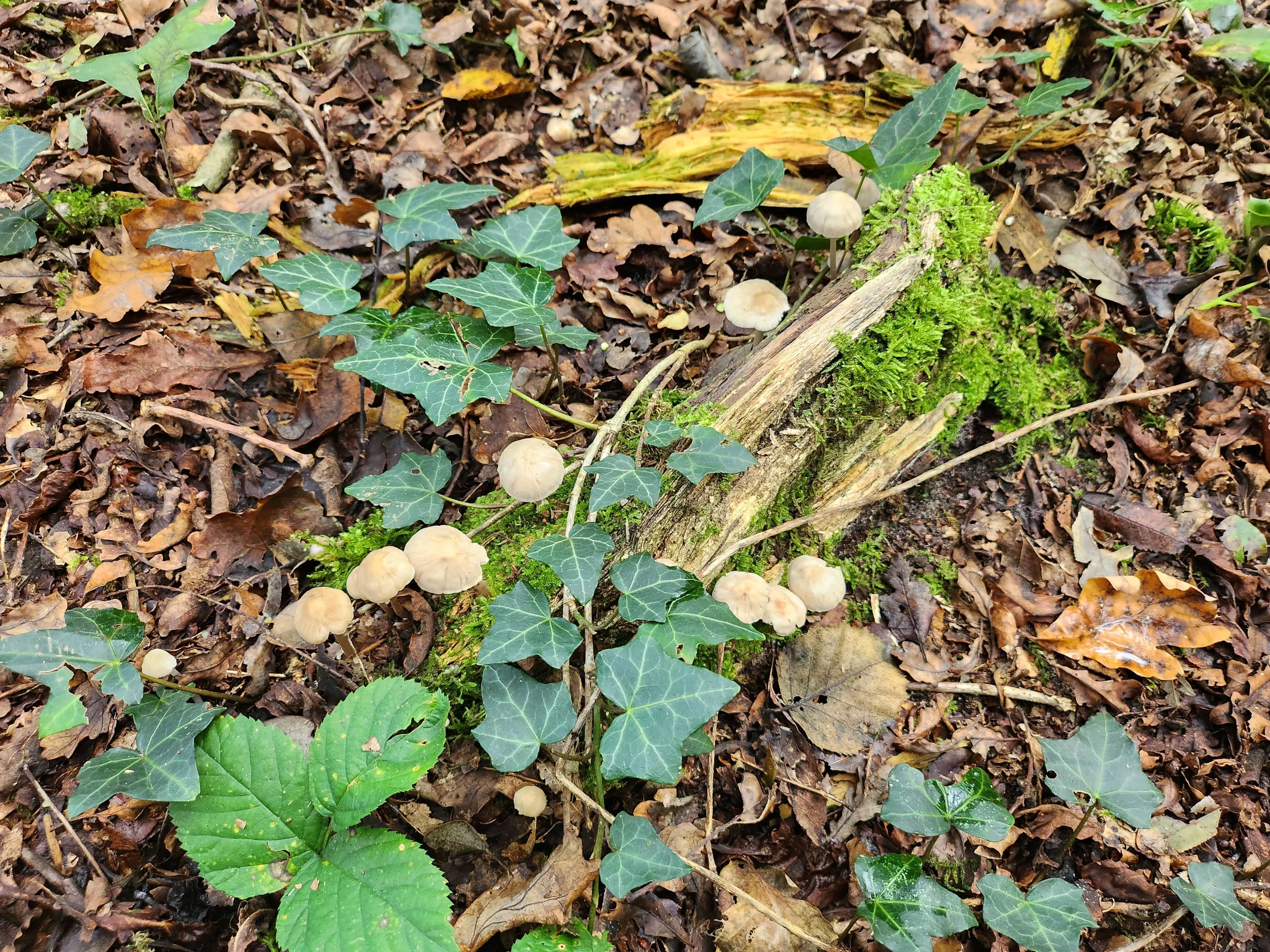 Paddestoelen Herfst 20231008_150151