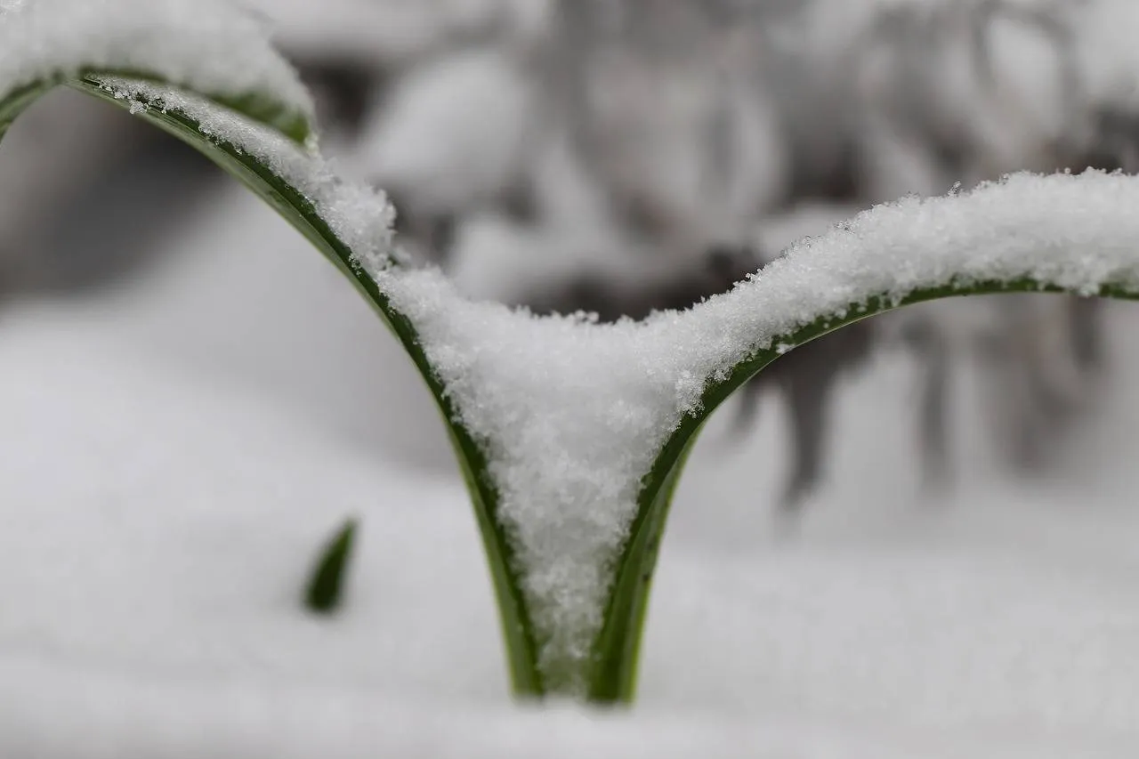 snowdrop-5994236_1280
