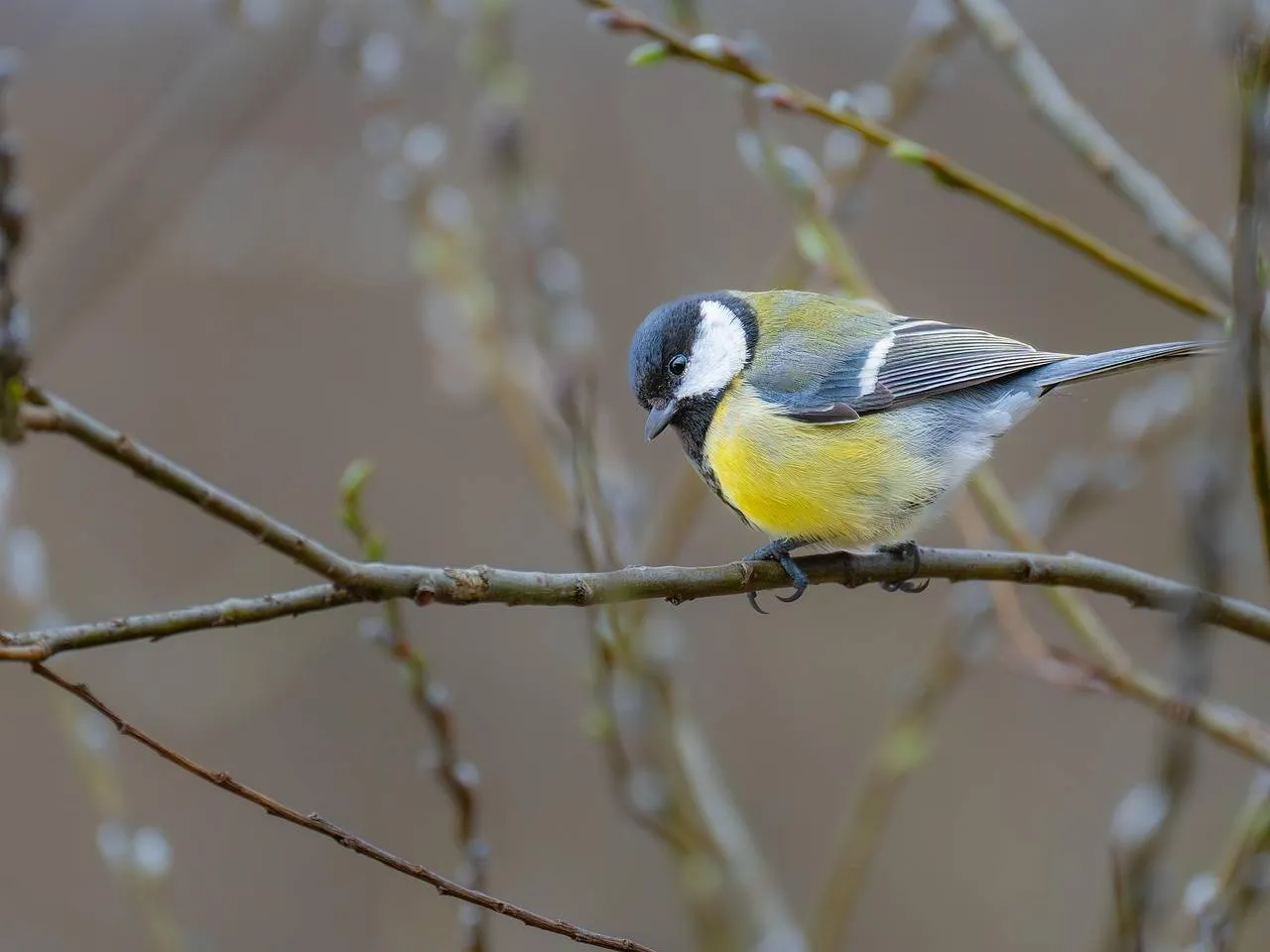 chiemseherin-great-tit-8620223_1280