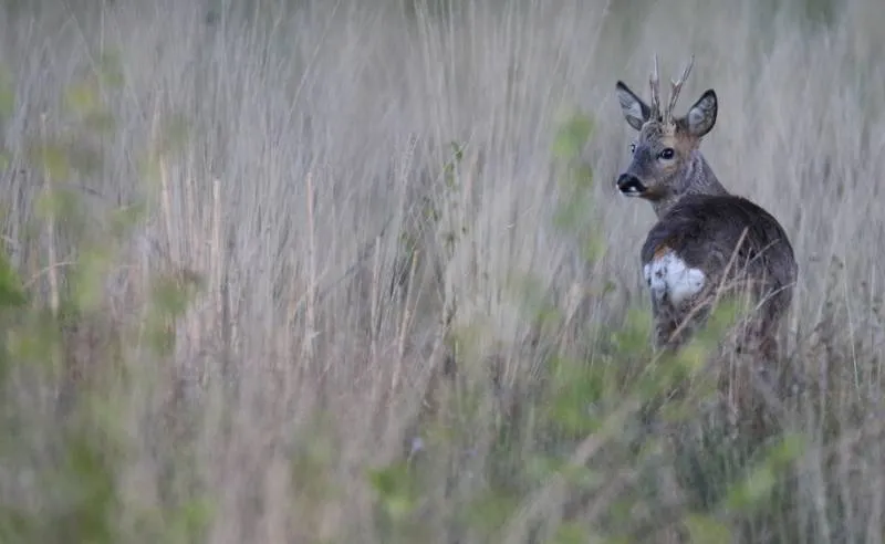 dwi-ah-ree-2-foto-albert-henckel