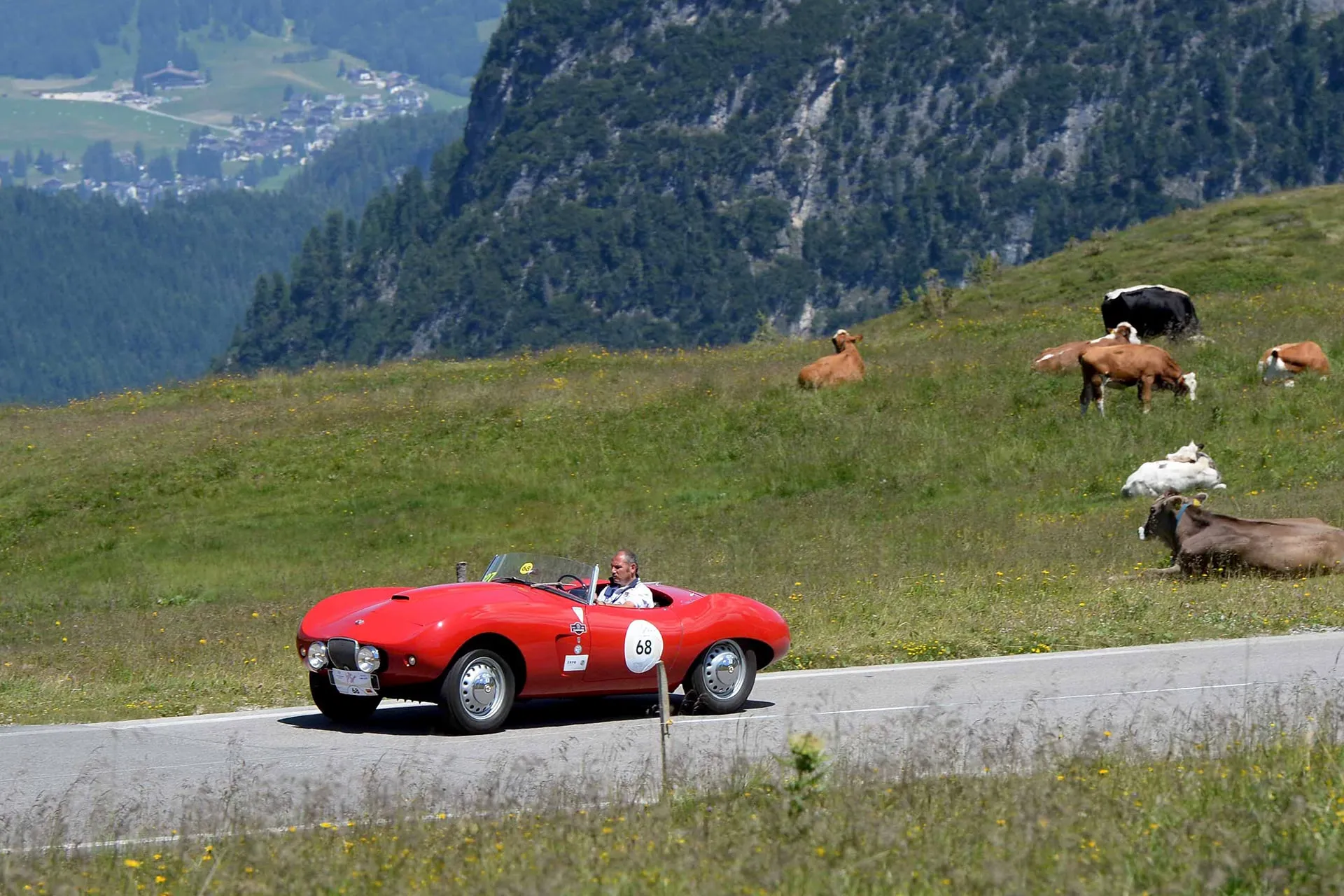 asi stella alpina 2023 1