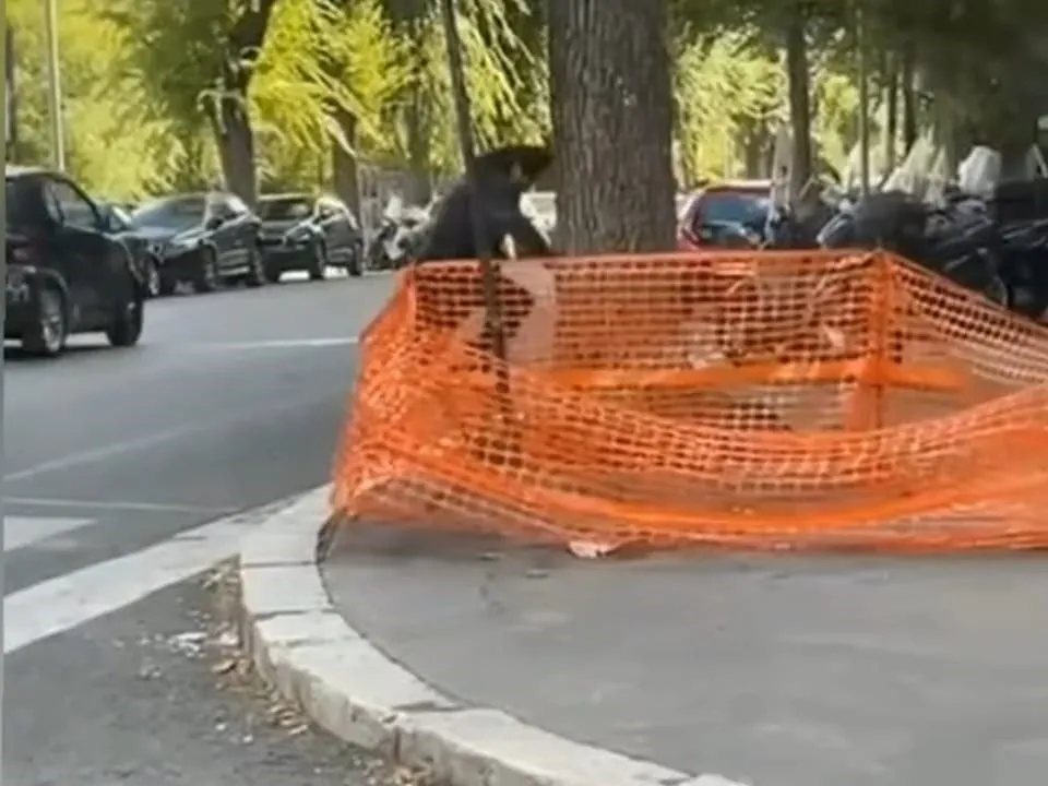 renato zero cade wide