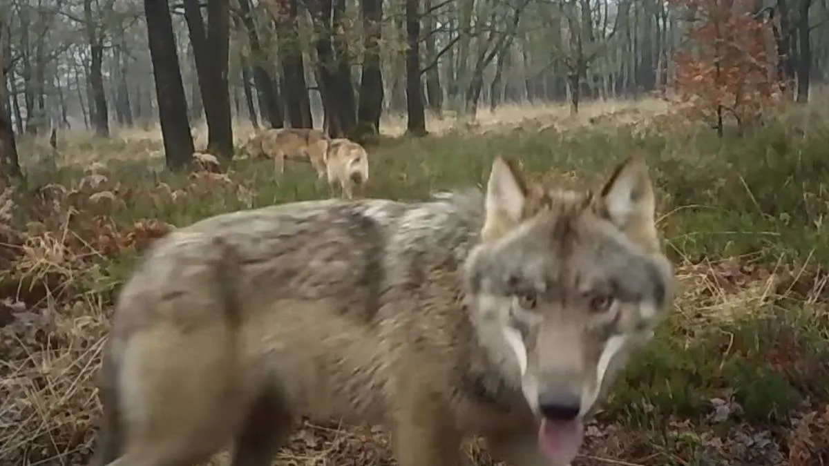 wolf npo3