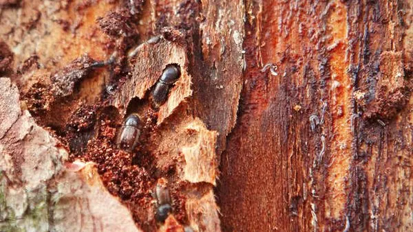 228801941 129971585988530 7263401990752258711 n