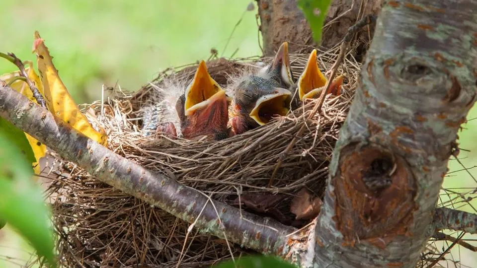 30711046 2129809070392402 5865196301351649280 n