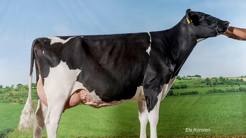 40623219 1958656477488558 6606896342591602688 n