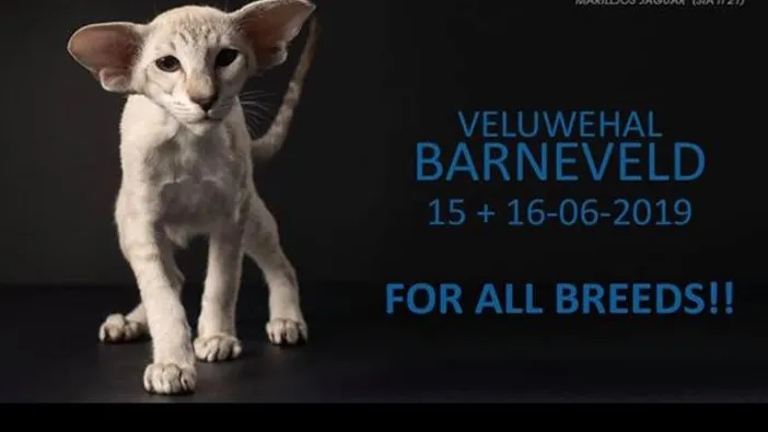 61768497 2360367937531567 6305300616625258496 n 1