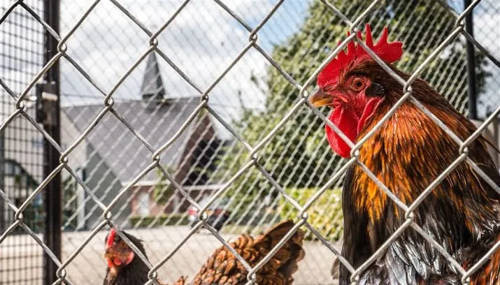 aandacht voor eieren in kerken 715x408