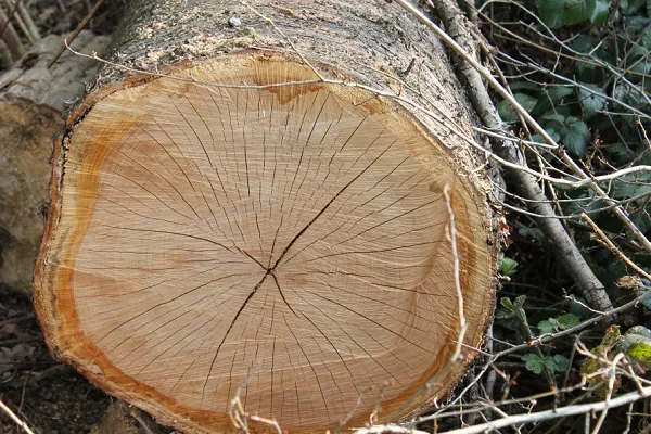 boom omgezaagd deel1