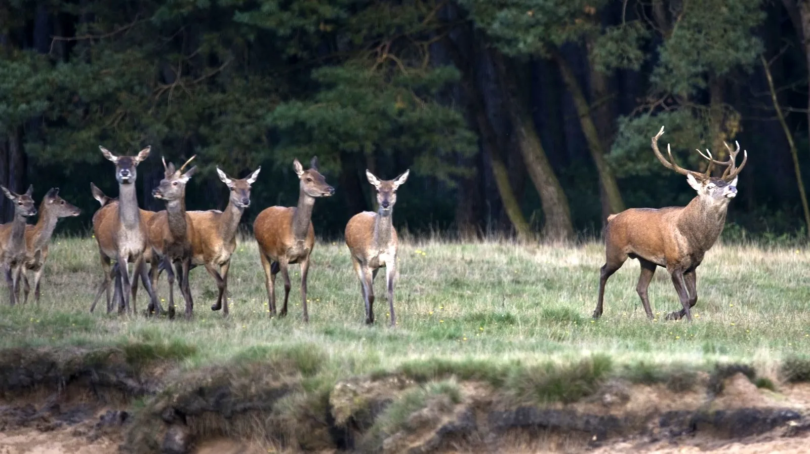 bronst 2 wildkansel edenieuws