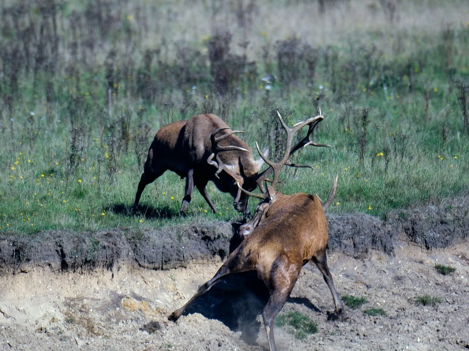 bronst wildkansel ede nc veluwe