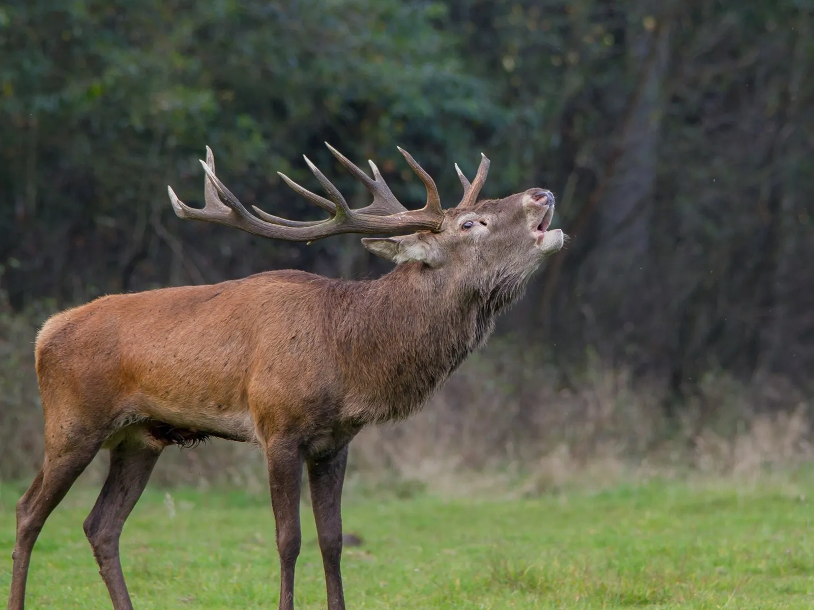 burlend edel hert nc veluwe mg 0323
