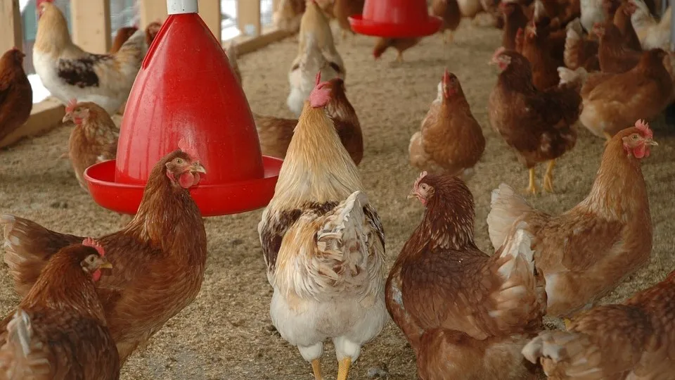 chicken coop pixabay 245745 960 720