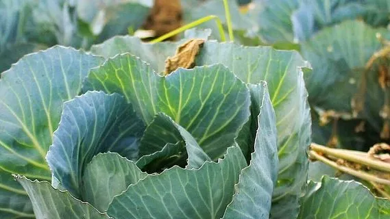 csm krop landbouw boer veld 022a2a4ee0