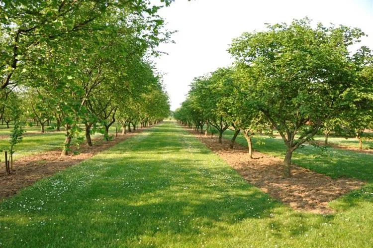doc agroforestry