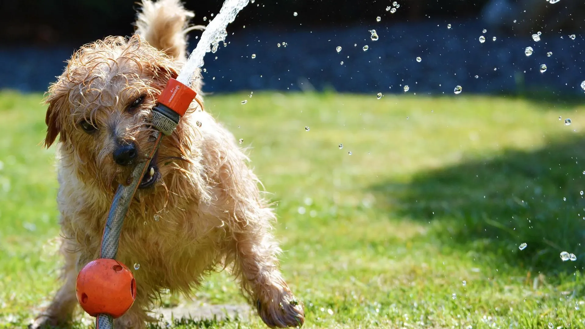 dog gfacce44b7 1920