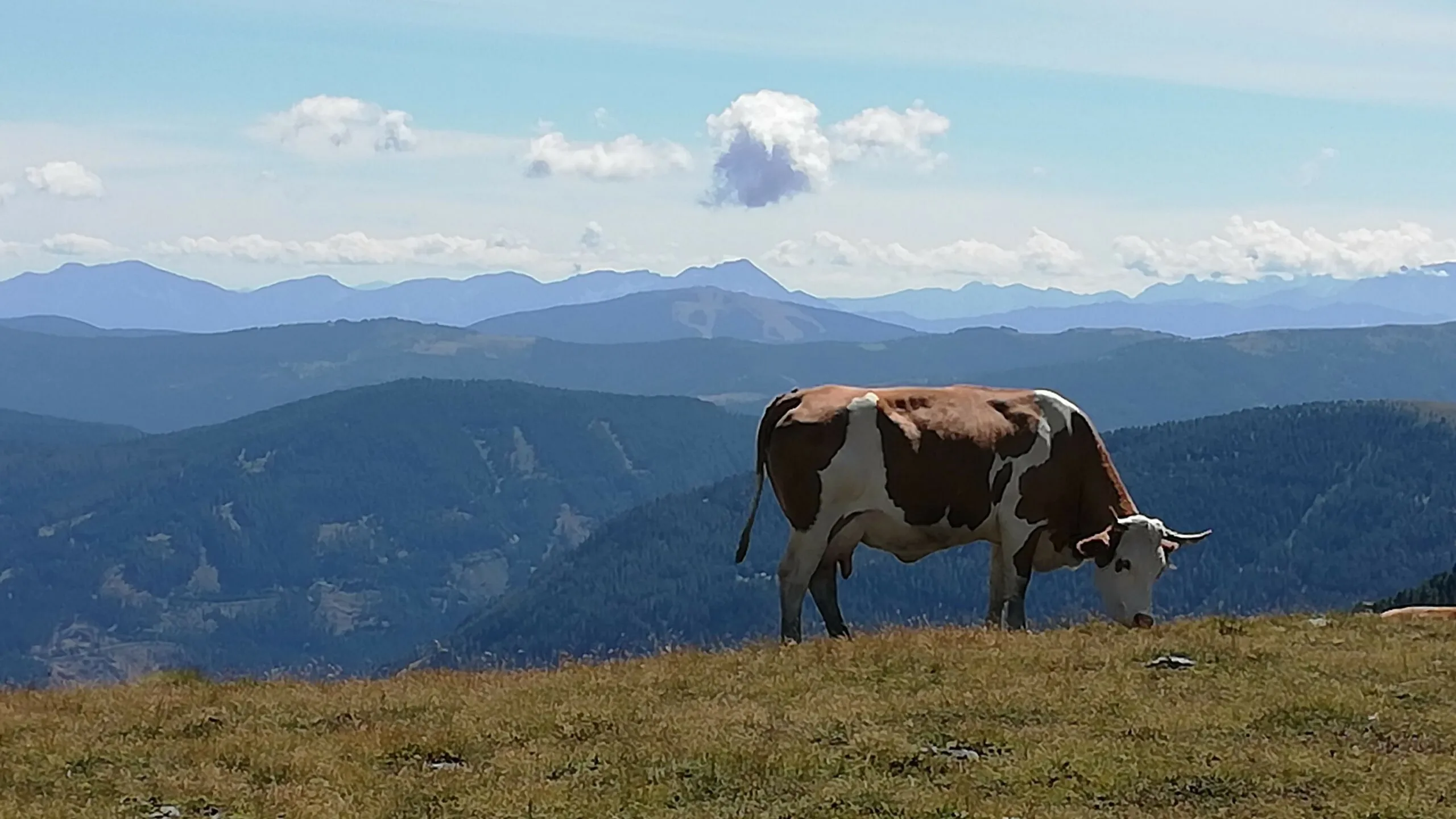 jacolien van welsum scaled