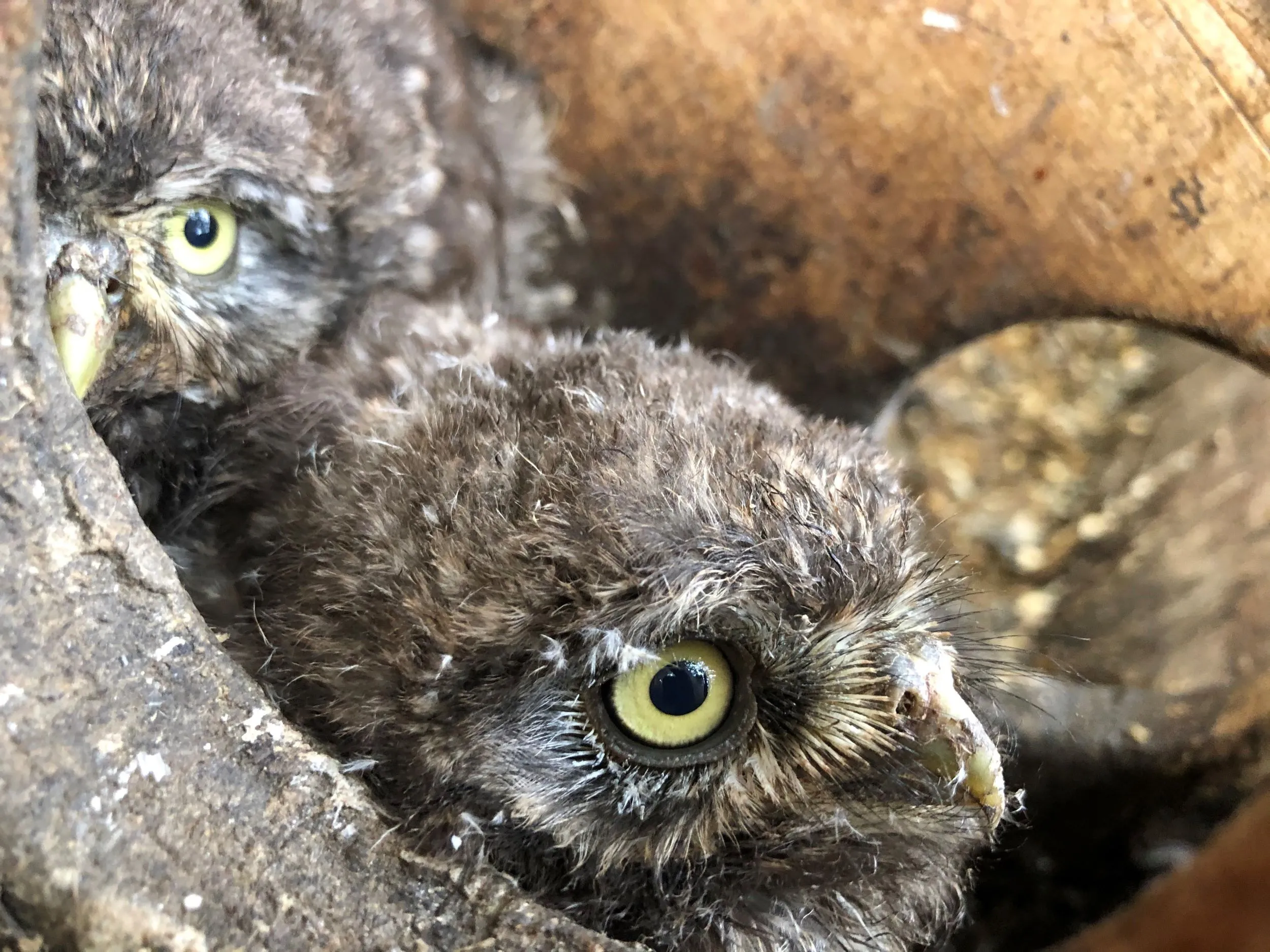 jonge steenuilen in nestkast bron dorothee becu lr