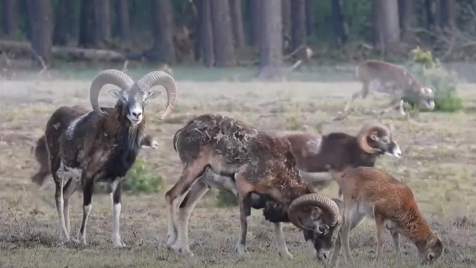 moeflons wekeromse zand