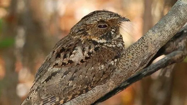 nachtzwaluw pixabay 600x500 1 1