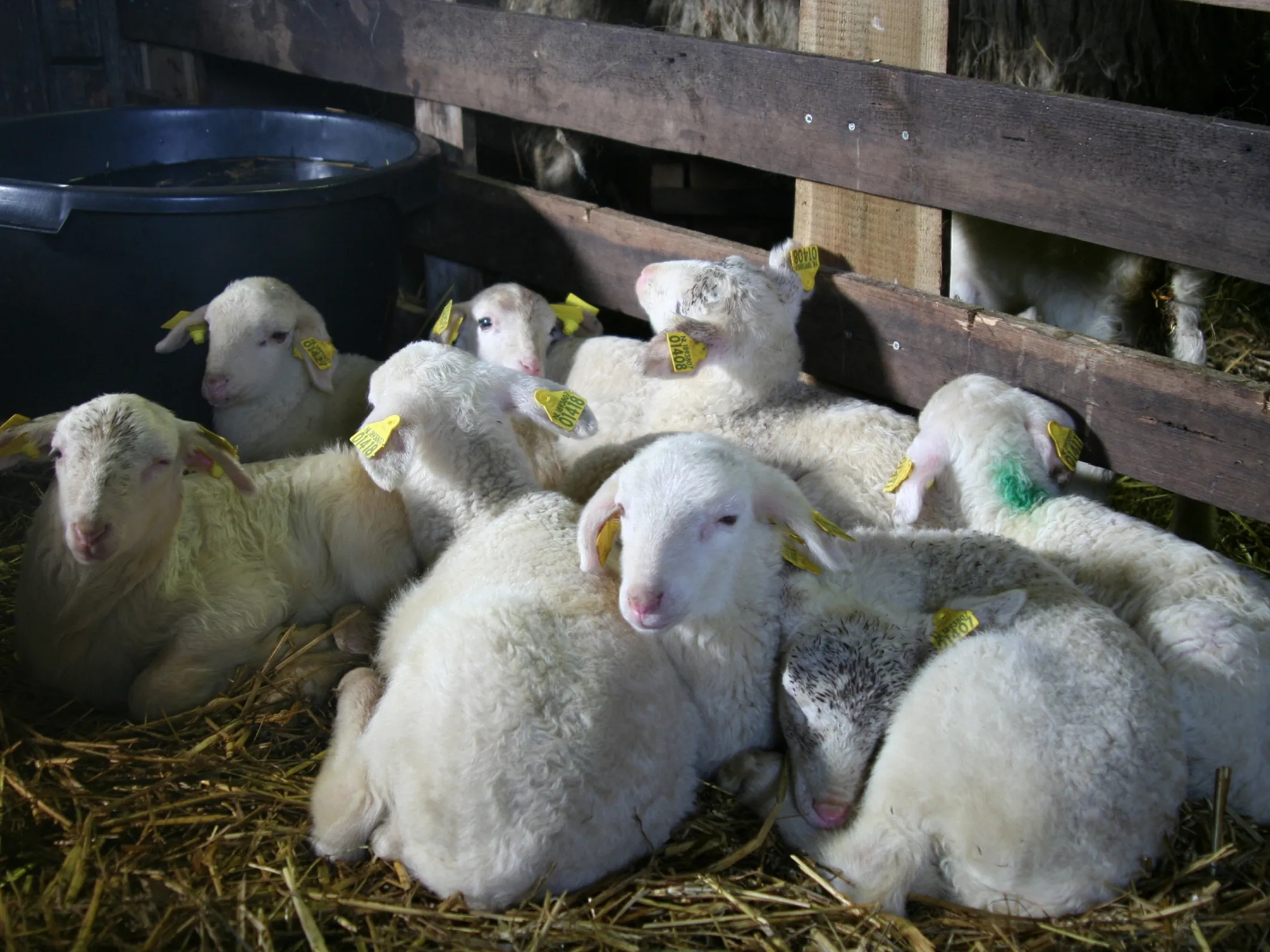 nc veluwe kraamvisite schaapkooi 300dpi