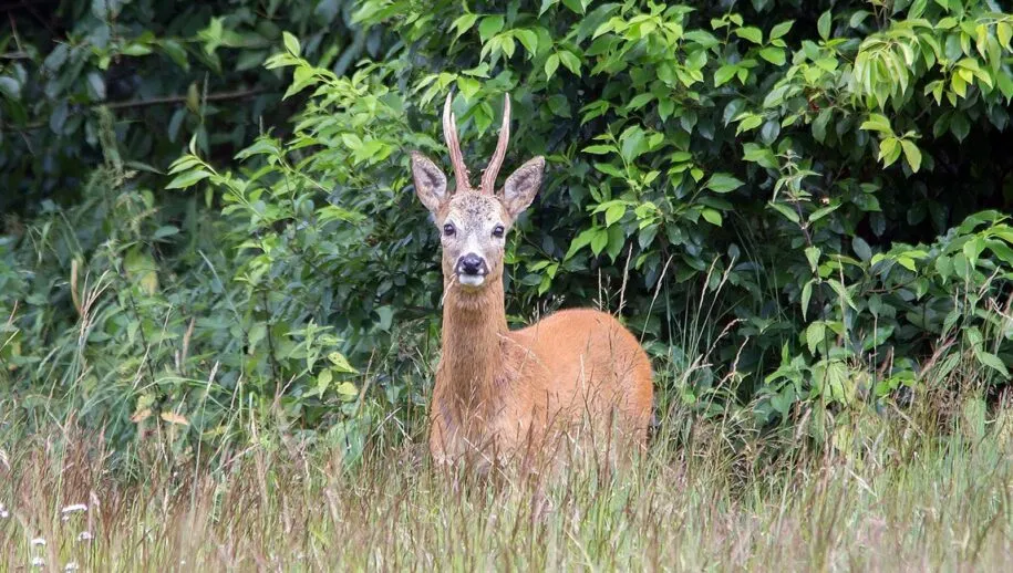 nc veluwe reebok 1 915x518 1