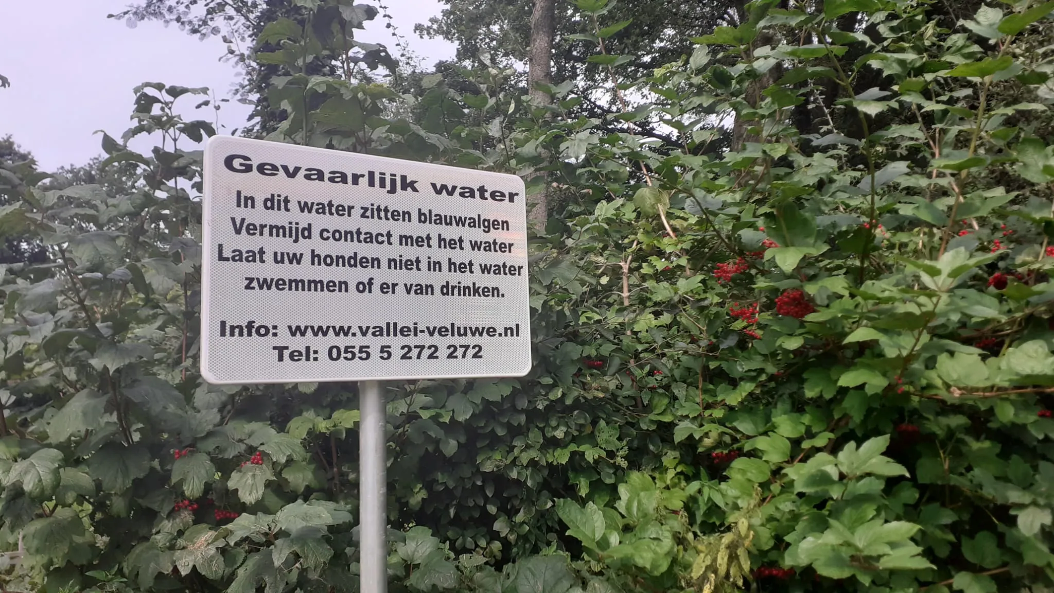 persbericht 24 017 blauwalg aangetroffen terschuur