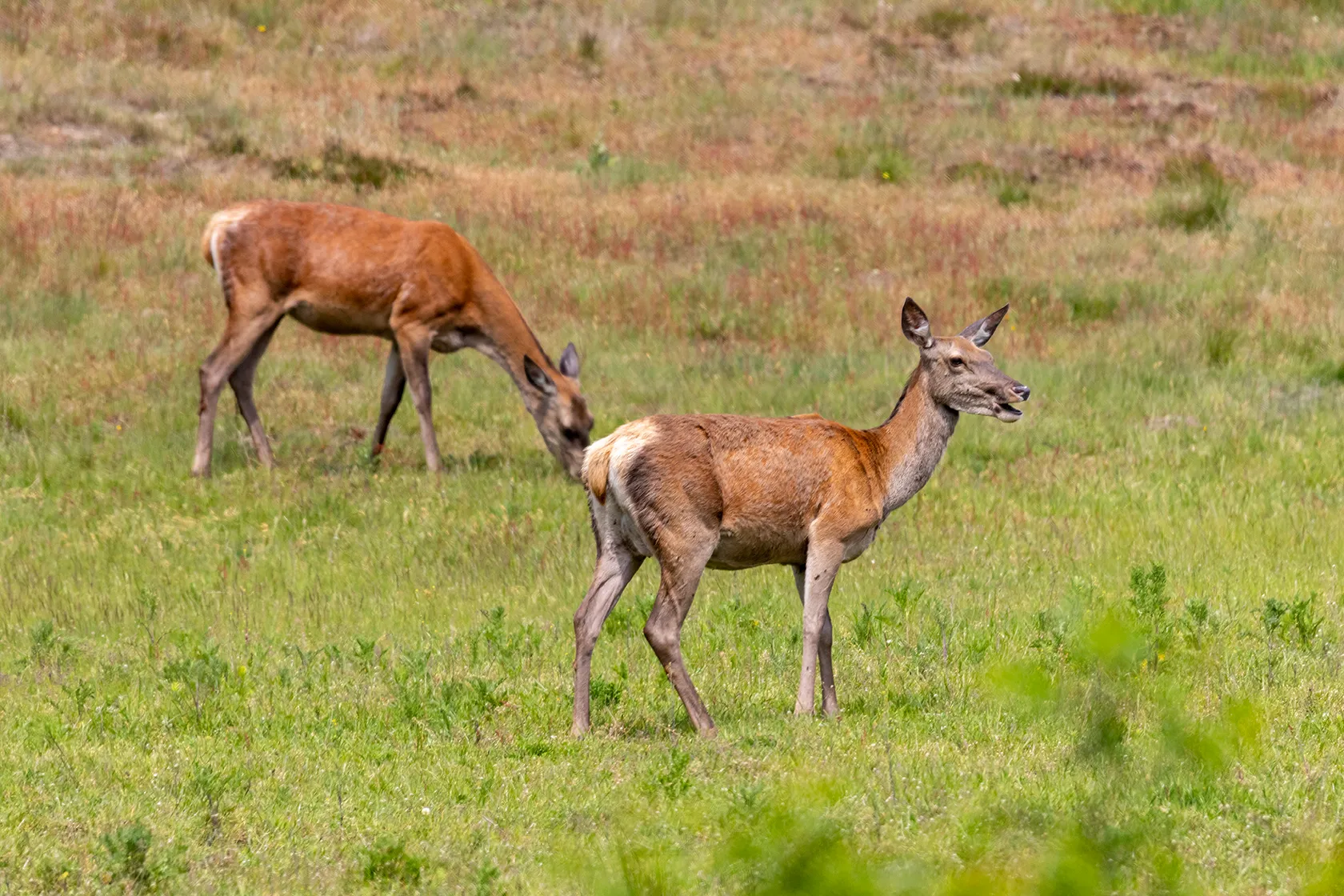 reeen wildkansel 1 foto gerard heijink nc veluwe