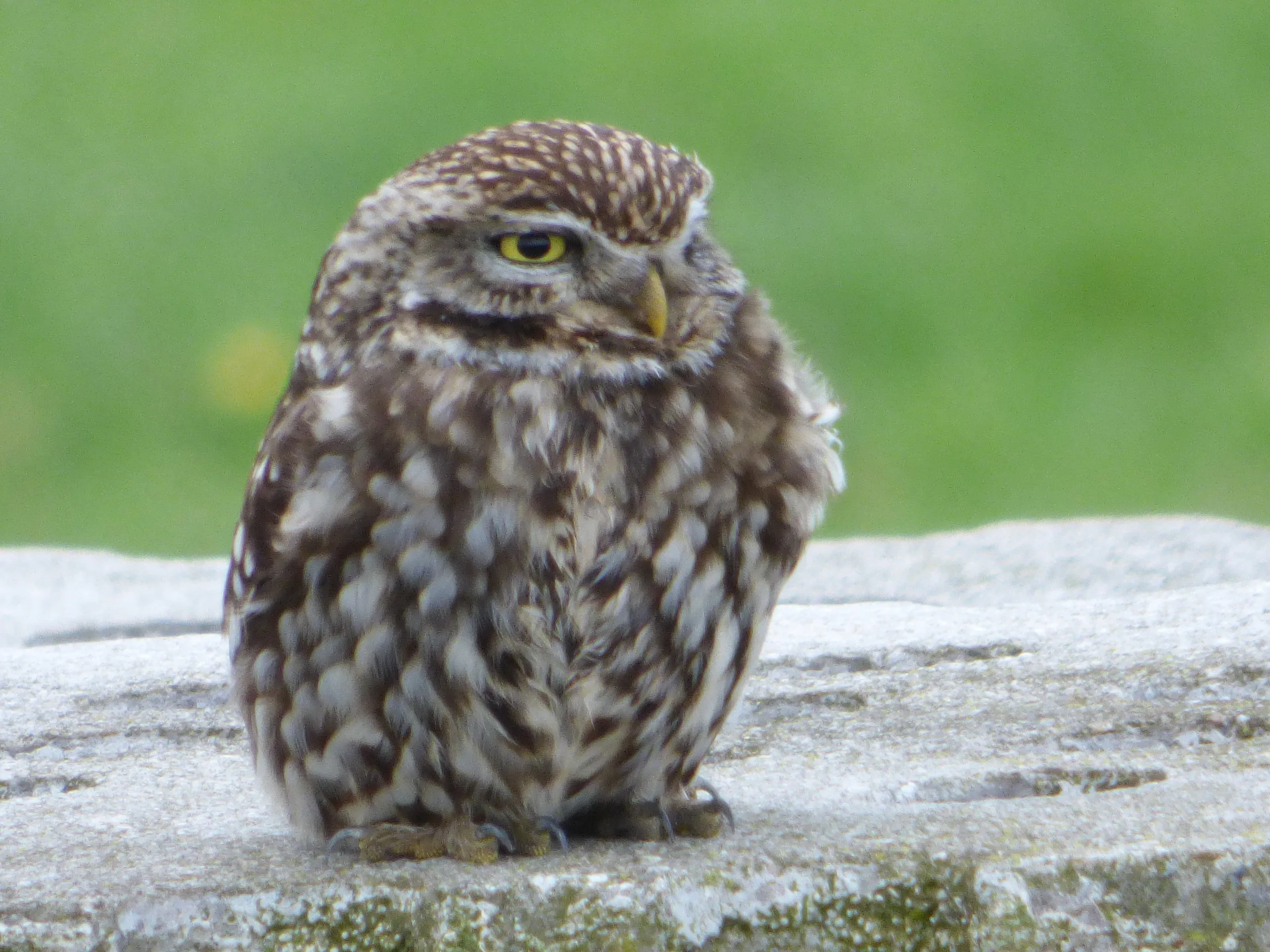 steenuil nc veluwe fotograaf henk van paassen