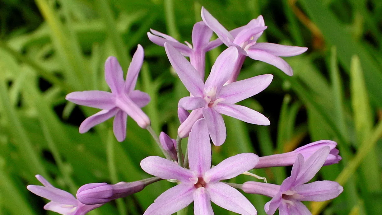 tulbaghia violacea1