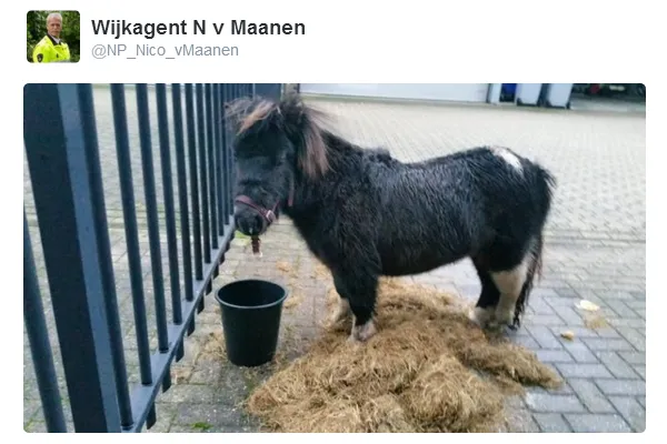 twitter nico v maanen pony 5 1 16