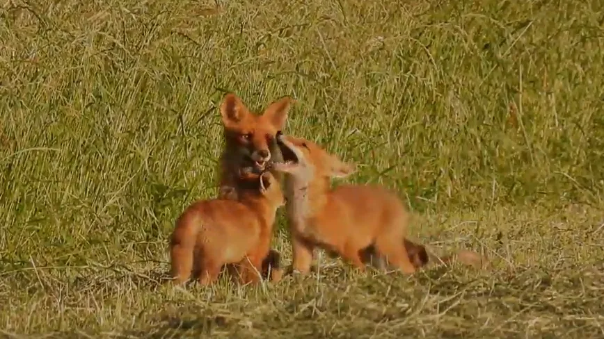 vos met jongen michael de vries