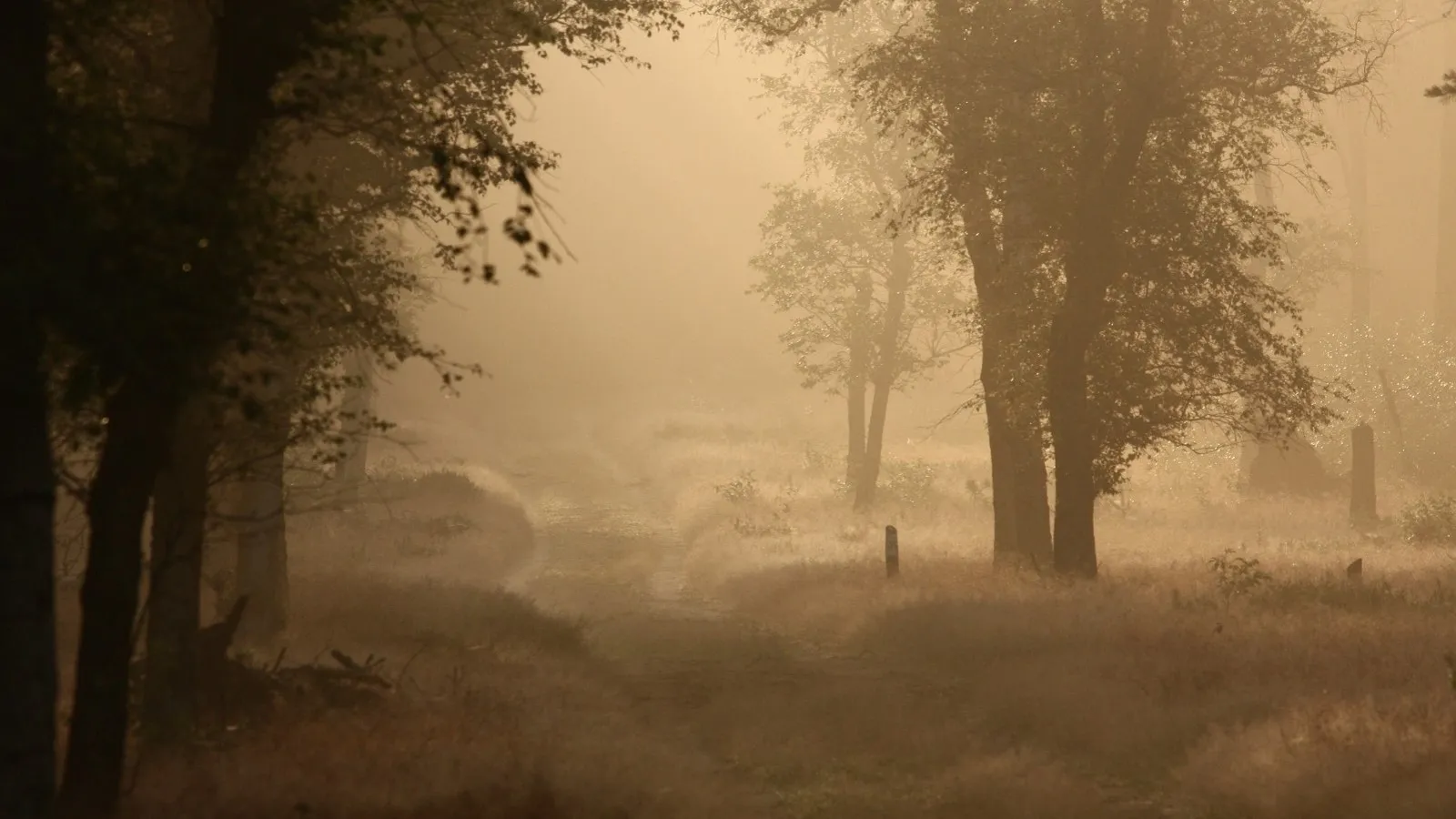 vroege wandeling nc veluwe 2