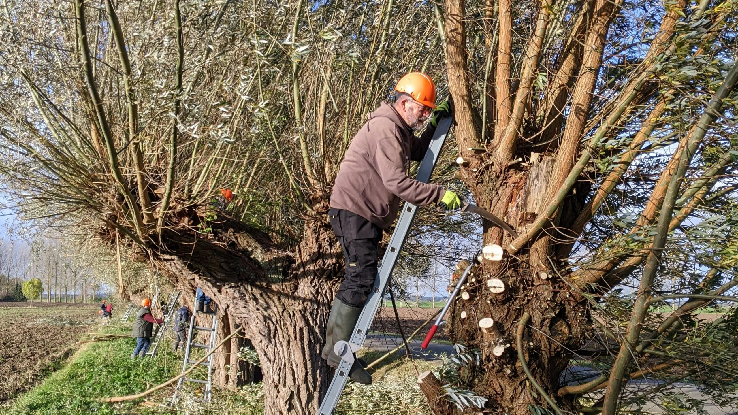 wilgen knotten slg scaled